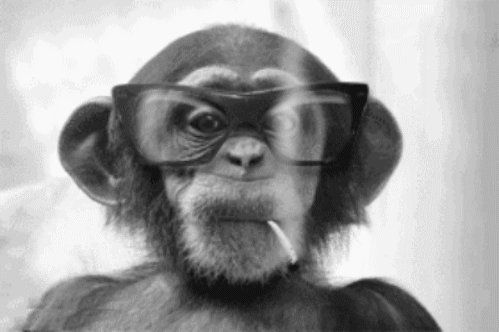 Картинка Смешные фото обезьян из коллекции Картинки анимация Юмор и гиф приколы