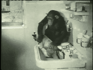 Картинка Обезьяна вытирает кошку из коллекции Картинки анимация Юмор и гиф приколы