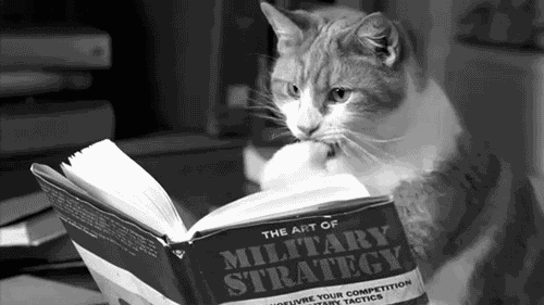 Кот листает книгу.Юмор и приколы gif