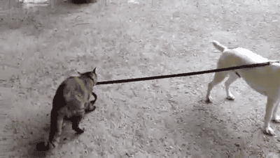 кот ведет собаку на поводке