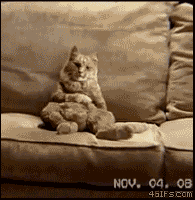 Картинка Танцующий кот из коллекции Картинки анимация Юмор и гиф приколы
