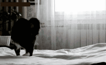 Картинка Сумасшедшая кошка из коллекции Картинки анимация Юмор и гиф приколы