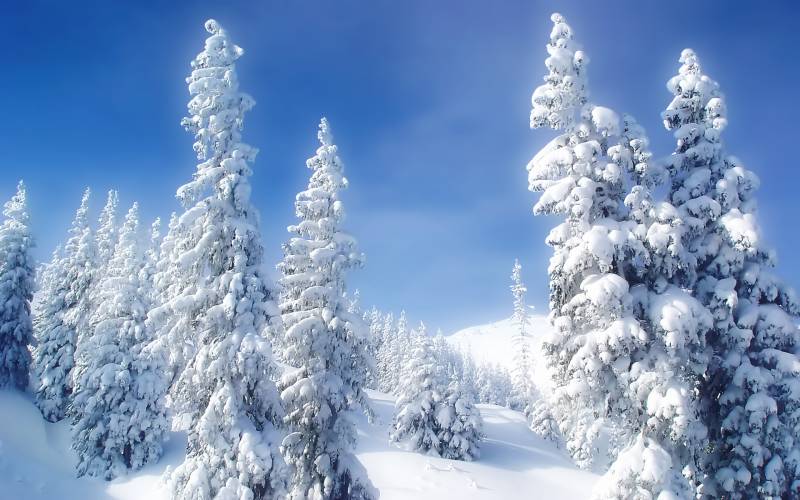 Картинка Зимний лес из коллекции Обои для рабочего стола Природа