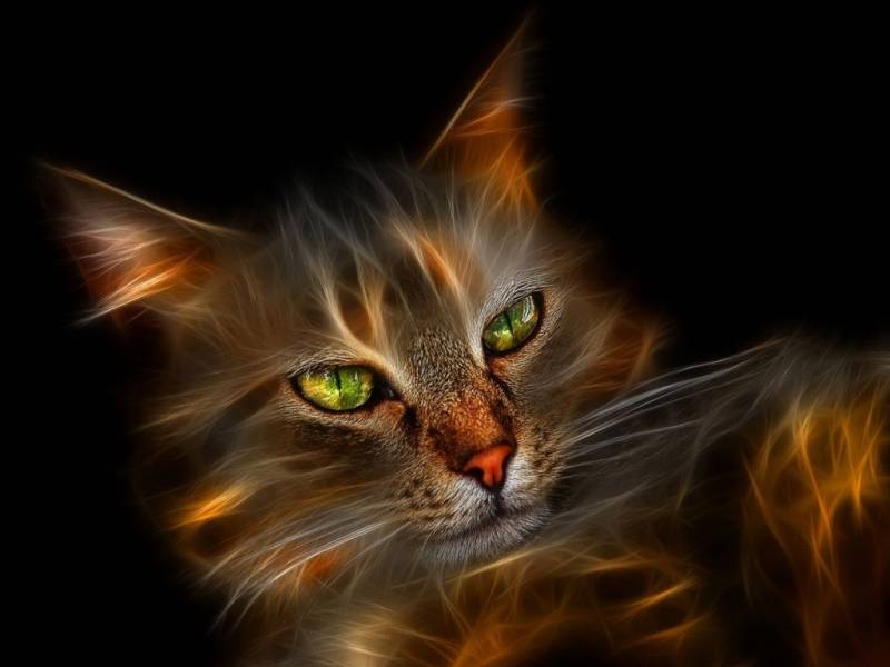 Картинка Огненный кот из коллекции Обои для рабочего стола Животный мир