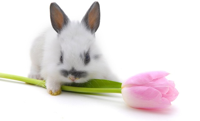 Картинка Кролик с тюльпаном из коллекции Обои для рабочего стола Животный мир