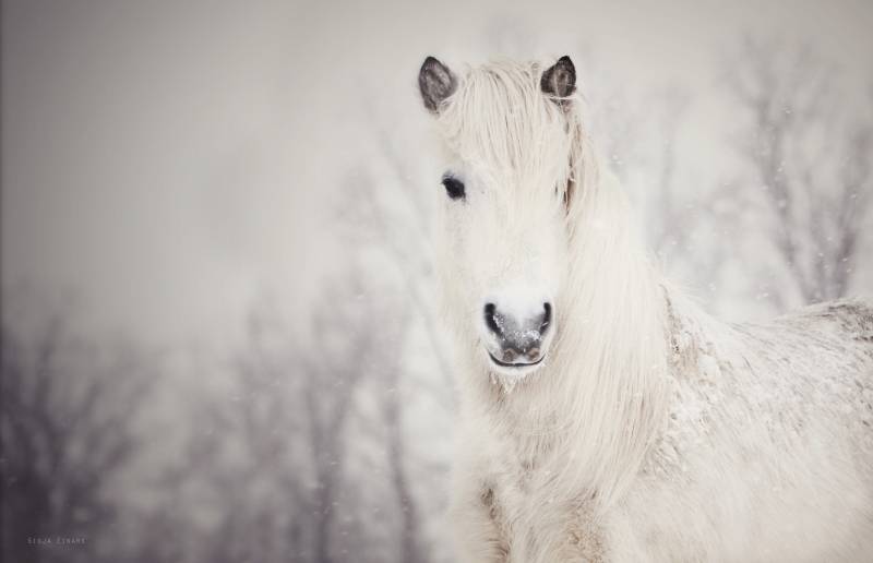 Картинка Снежная лошадь из коллекции Обои для рабочего стола Животный мир