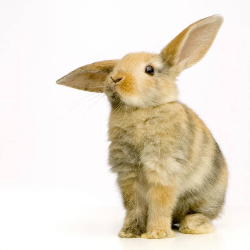 Картинка Ушастый кролик из коллекции Обои для рабочего стола Животный мир