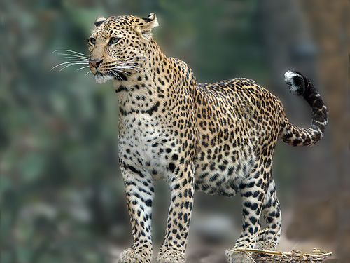 Картинка Леопард фото из коллекции Обои для рабочего стола Животный мир