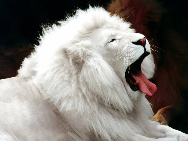 Картинка Белый лев из коллекции Обои для рабочего стола Животный мир