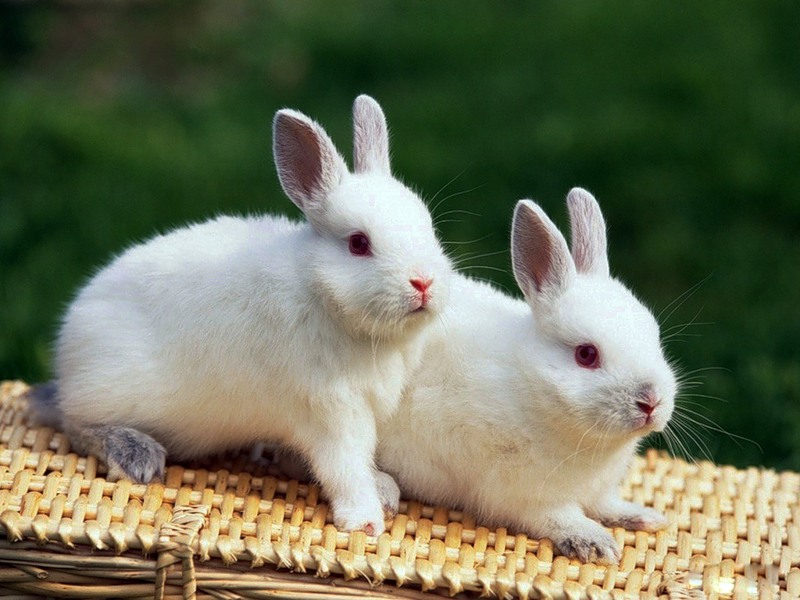 Картинка Белые кролики из коллекции Обои для рабочего стола Животный мир