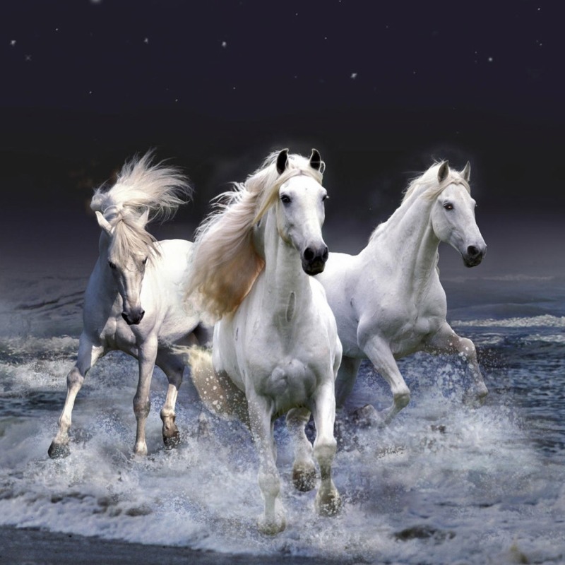 Картинка Три белых коня из коллекции Обои для рабочего стола Животный мир