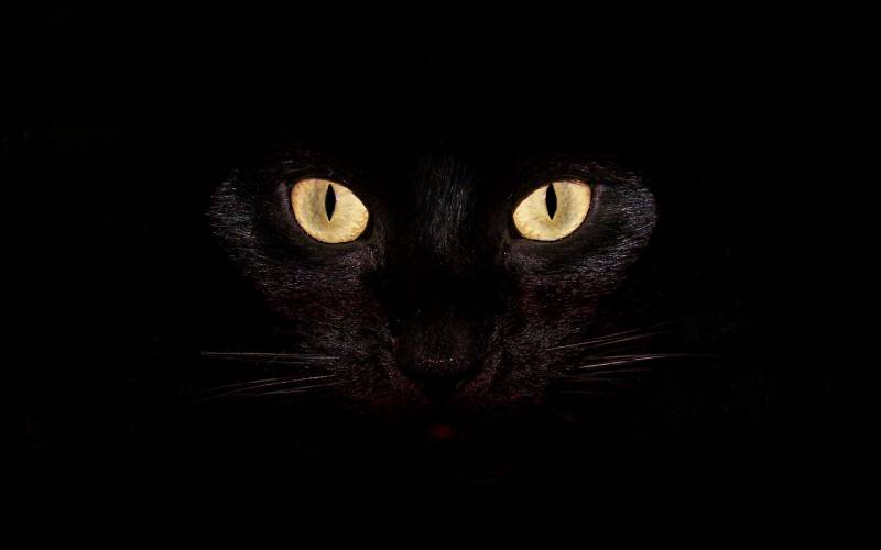 Картинка Black cat из коллекции Обои для рабочего стола Животный мир