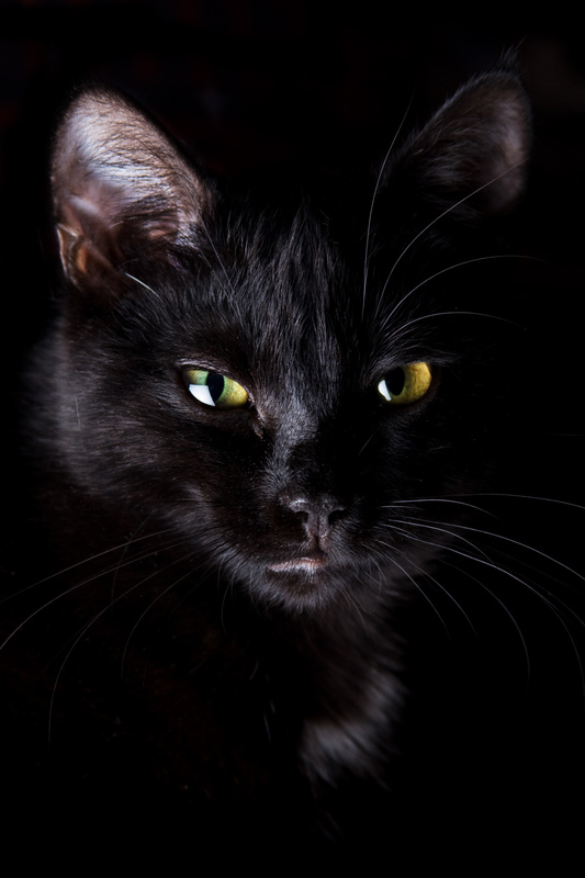 Картинка Black Cat из коллекции Обои для рабочего стола Животный мир
