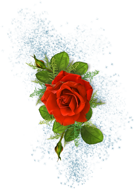 Картинка Красивая роза из коллекции Обои для рабочего стола Цветы
