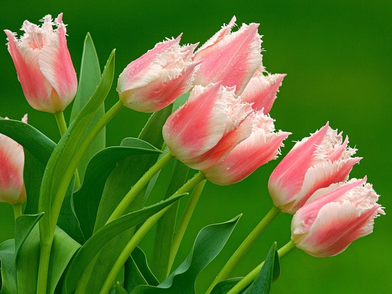Картинка Цветы тюльпаны из коллекции Обои для рабочего стола Цветы