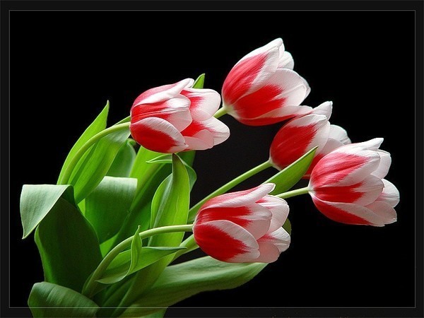 Картинка Букет Тюльпанов из коллекции Обои для рабочего стола Цветы