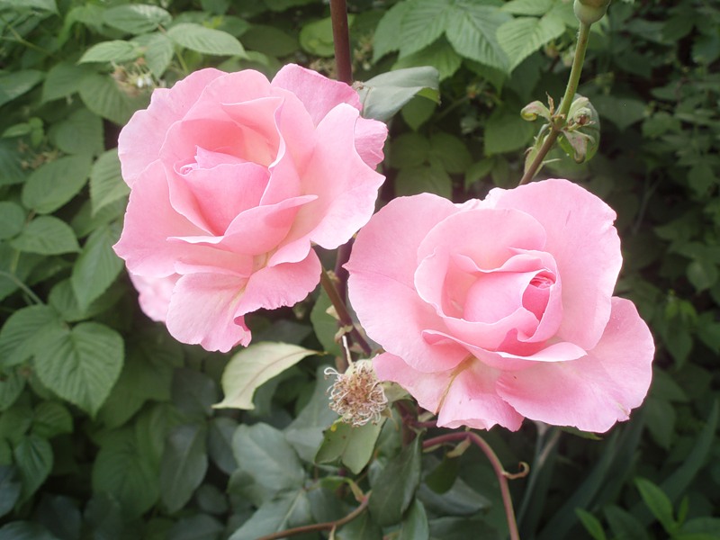 Картинка Живые розы из коллекции Обои для рабочего стола Цветы