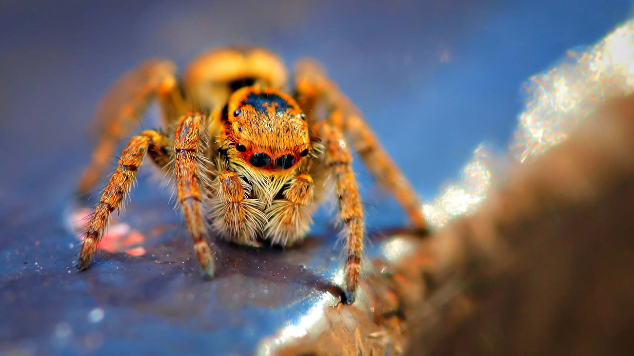 Картинка Фото паука макро из коллекции Обои для рабочего стола Насекомые