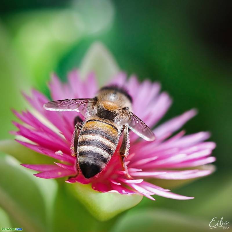 Картинка Пчела из коллекции Обои для рабочего стола Насекомые