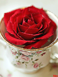 Картинка Роза в чашке из коллекции Анимация на телефон Розы