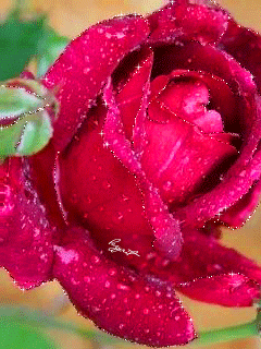 Картинка Чудесная роза из коллекции Анимация на телефон Розы