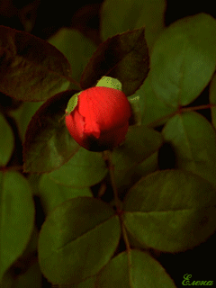 Картинка Распускающаяся роза из коллекции Анимация на телефон Розы