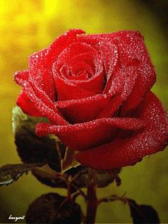 Картинка Прекрасная роза в капельках из коллекции Анимация на телефон Розы