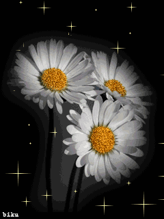 Картинка Ромашки цветы из коллекции Анимация на телефон Ромашки
