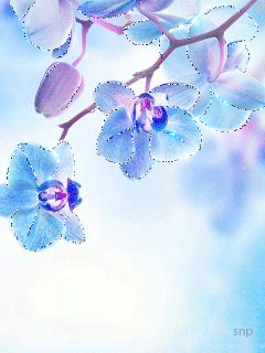Картинка Голубые орхидеи из коллекции Анимация на телефон Цветы анимашки