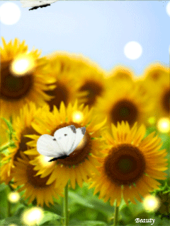 Картинка Подсолнухи из коллекции Анимация на телефон Цветы анимашки