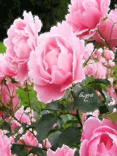 Картинка Нежные розовые цветы из коллекции Анимация на телефон Цветы анимашки