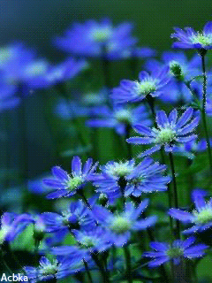 Синие цветочки.Цветы анимашки