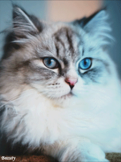 Картинка Фото кот из коллекции Анимация на телефон Кошки анимашки