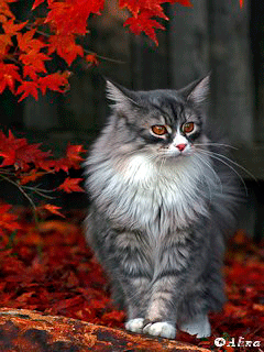 Картинка Осенняя кошка из коллекции Анимация на телефон Кошки анимашки