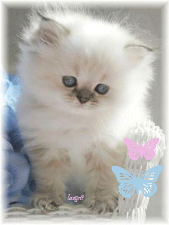 Картинка Чудесный котёнок из коллекции Анимация на телефон Кошки анимашки