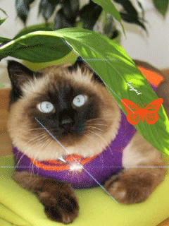 Картинка Сиамский кот из коллекции Анимация на телефон Кошки анимашки