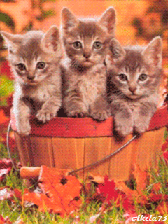 Картинка Анимашки с котятами из коллекции Анимация на телефон Кошки анимашки