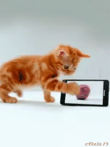 Картинка Котенок играет с айфоном из коллекции Анимация на телефон Кошки анимашки