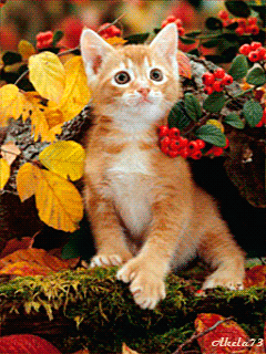 Картинка Рыжий котенок из коллекции Анимация на телефон Кошки анимашки