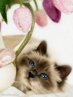Картинка Кошечка с тюльпанами из коллекции Анимация на телефон Кошки анимашки