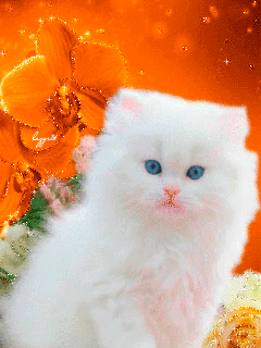 Картинка Белоснежный котёнок из коллекции Анимация на телефон Кошки анимашки