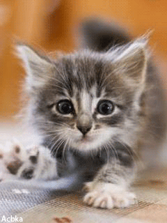Картинка Котёнок из коллекции Анимация на телефон Кошки анимашки