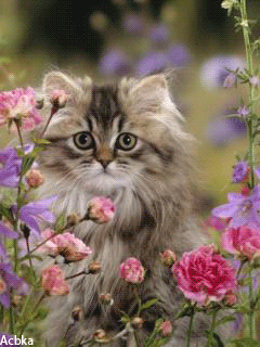 Картинка Котенок в цветах из коллекции Анимация на телефон Кошки анимашки