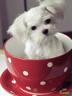 Картинка Белый щенок в чашке из коллекции Анимация на телефон Животные