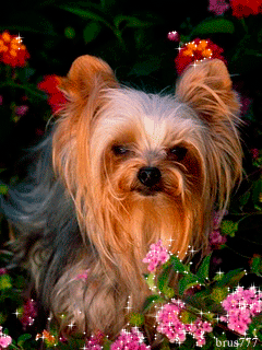 Картинка Милая собачка в цветах из коллекции Анимация на телефон Животные