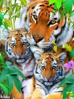 Картинка Тигры из коллекции Анимация на телефон Животные