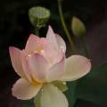 Чудесный цветок лотоса