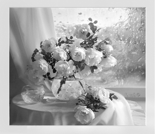 Белые пионы - Цветы красивые