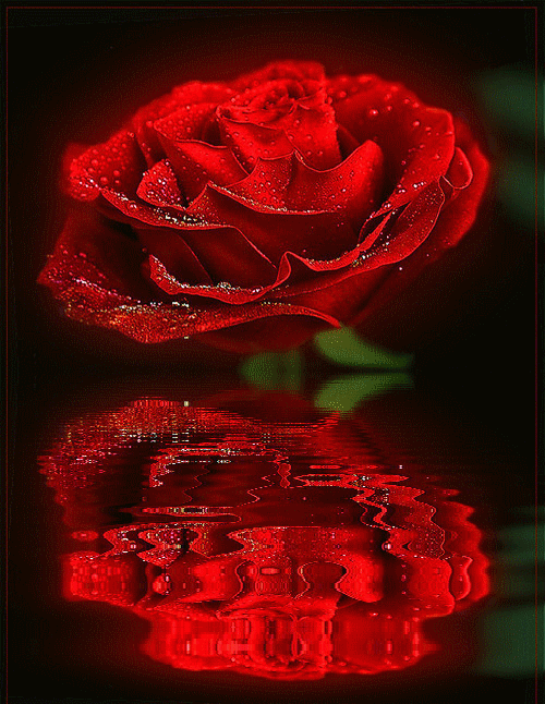 Картинка Шикарная роза из коллекции Картинки анимация Цветы красивые