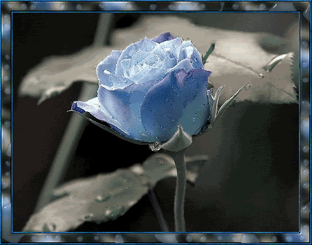 Картинка Голубая роза из коллекции Картинки анимация Цветы
